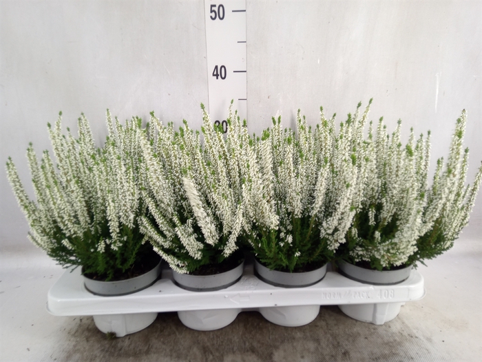 <h4>Calluna vulg. 'Beauty L Veronique'</h4>