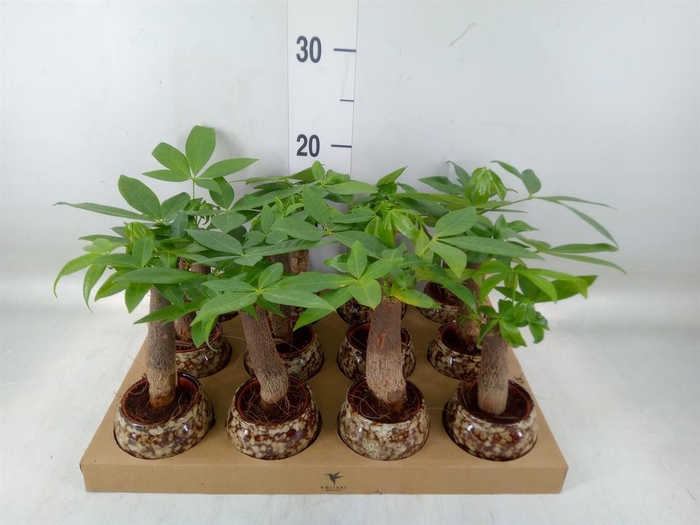 <h4>Pachira aquatica</h4>