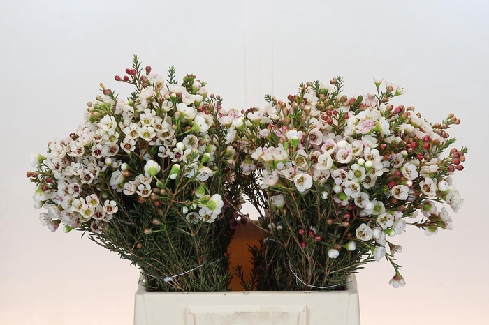 Chamelaucium Moonlight Delight