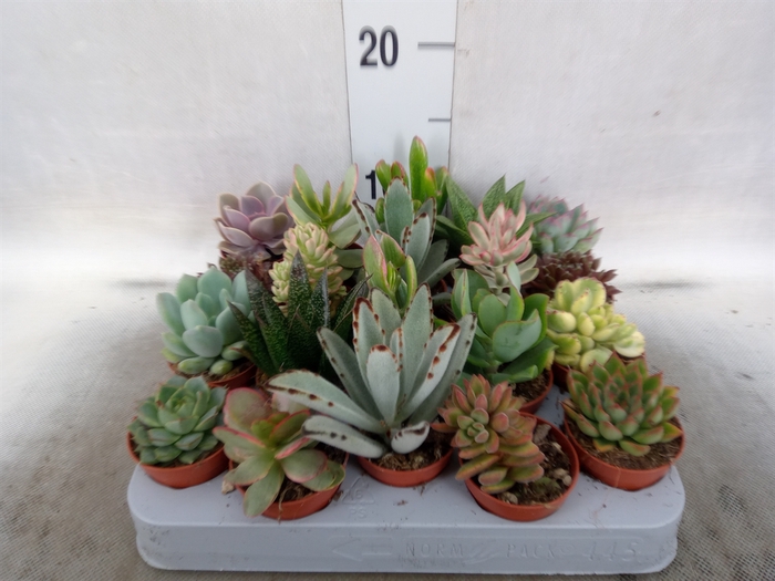 <h4>Succulents   ...</h4>