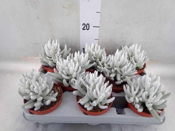 <h4>Senecio ...</h4>