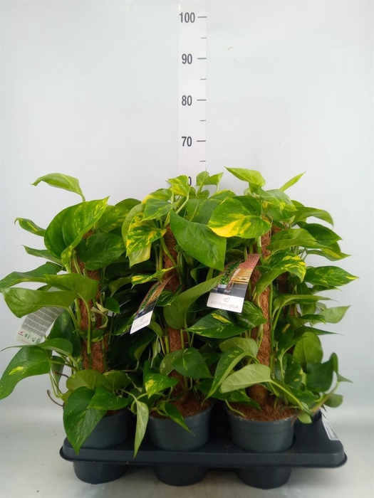 <h4>Epipremnum pinn.   ...moss stick</h4>