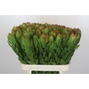 Leucadendron Goldstrike