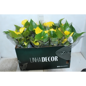 ANTHURIUM COLOURS P15