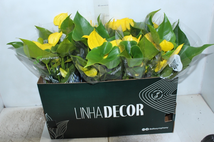 <h4>ANTHURIUM COLOURS P15</h4>