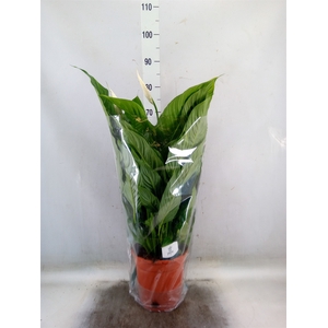 Spathiphyllum  'Sweet Lauretta'