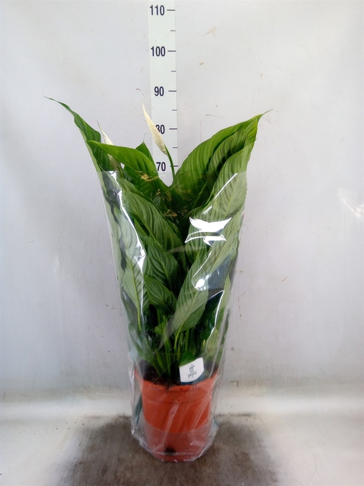 <h4>Spathiphyllum  'Sweet Lauretta'</h4>
