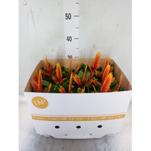 Vriesea  'El Dorado'