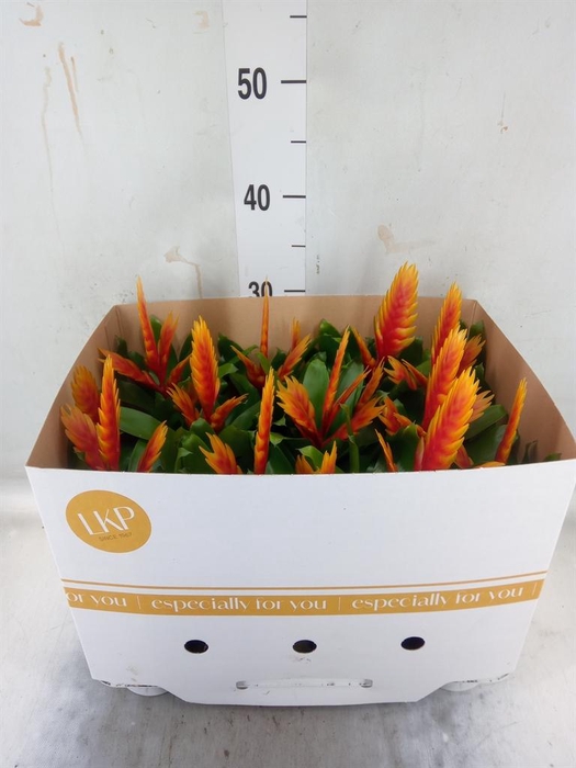 <h4>Vriesea  'El Dorado'</h4>