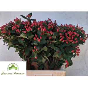 HYP CHERRY DRAMA