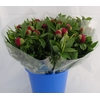 PAEONIA RED CHARM