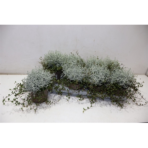 arr8 Leucoph Brownii + Muehlenbeckia
