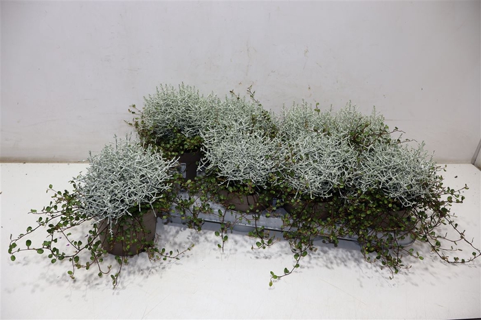 <h4>arr8 Leucoph Brownii + Muehlenbeckia</h4>