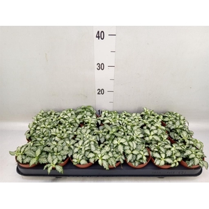 Fittonia  'Mosaic White Tiger'