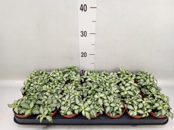<h4>Fittonia  'Mosaic White Tiger'</h4>