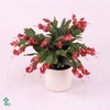 Schlumbergera - 13 cm - Red (België Rood) - Decorum