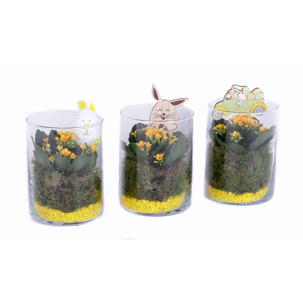 <h4>Opgemaakt cilinder glas met mos, kalanchoe, steentjes en bijsteker</h4>