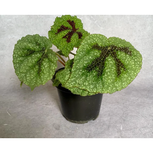 BEGONIA CRUZ FERRO P14