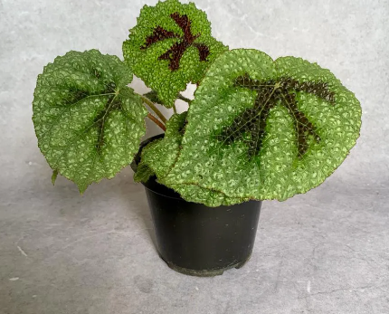 <h4>BEGONIA CRUZ FERRO P14</h4>