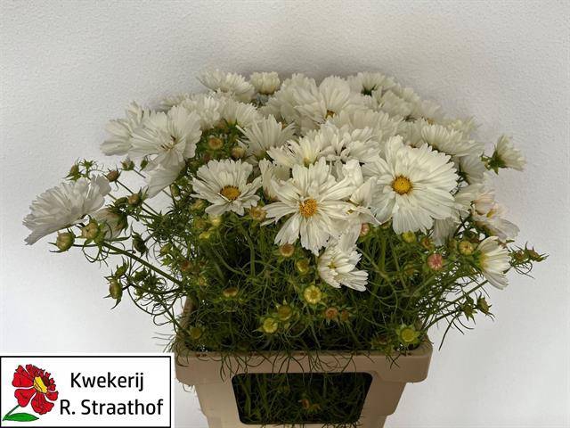 <h4>Cosmos Bipinnatus</h4>