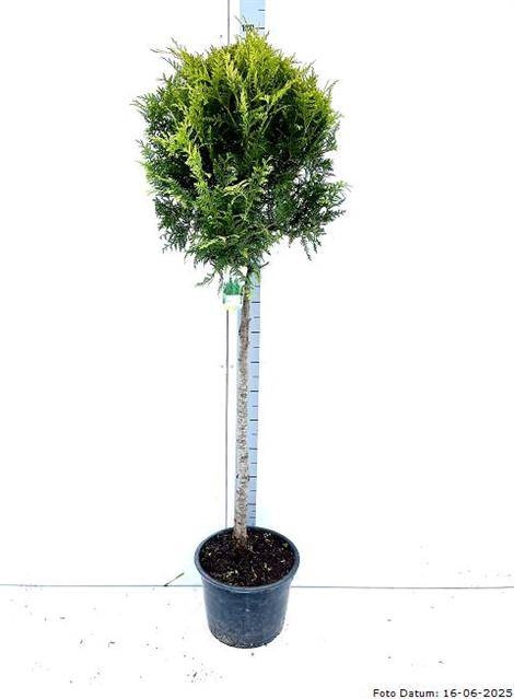 <h4>THUJA O BRABANT</h4>