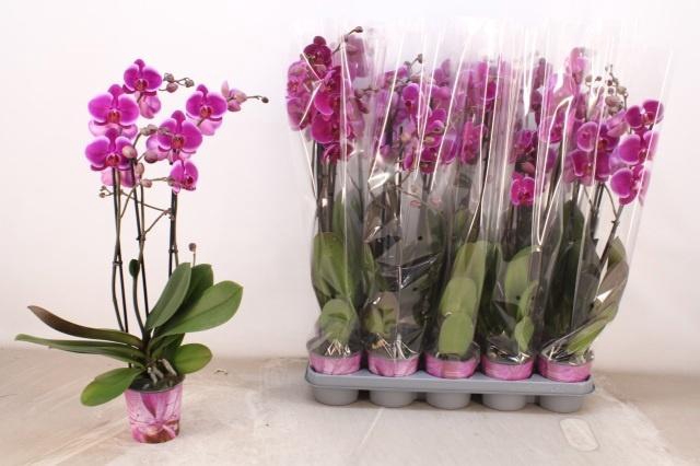 <h4>PHAL OV PAARS</h4>