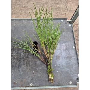 Vaccinium Myrtillus per bos