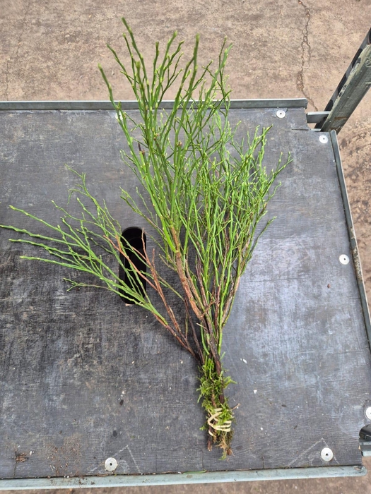 <h4>Vaccinium Myrtillus per bos</h4>