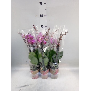 Phalaenopsis multi. 'Ant Hamburg'