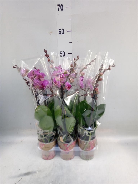 <h4>Phalaenopsis multi. 'Ant Hamburg'</h4>