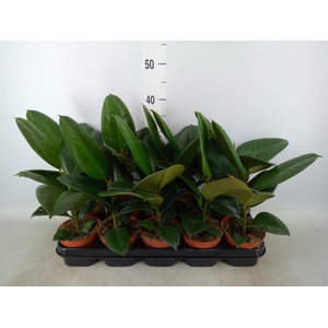 Ficus elastica 'Robusta'