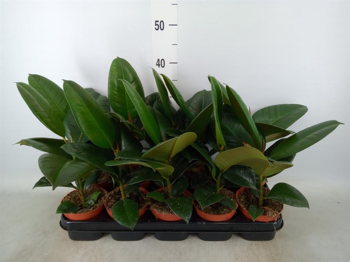 <h4>Ficus elastica 'Robusta'</h4>