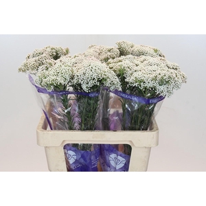 Ozothamnus Cooks Snow White