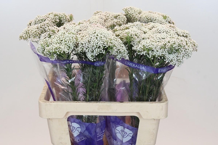 <h4>Ozothamnus Cooks Snow White</h4>