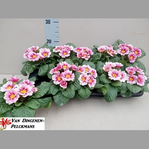 PRIM AC APFELB REVOL