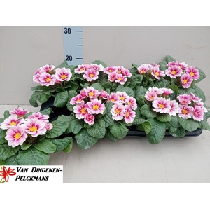 PRIM AC APFELB REVOL