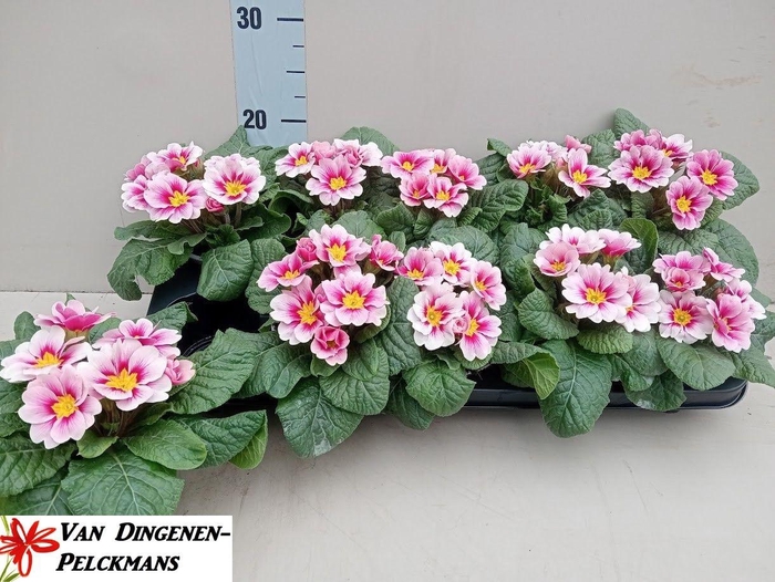 <h4>PRIM AC APFELB REVOL</h4>