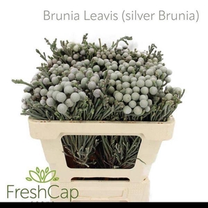 BRUN LAEVIS