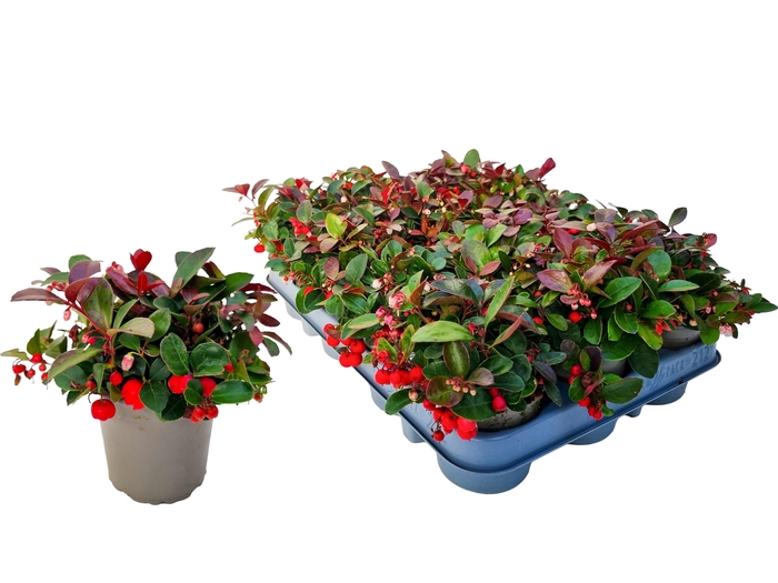 <h4>GAULTH PROCUMBENS</h4>