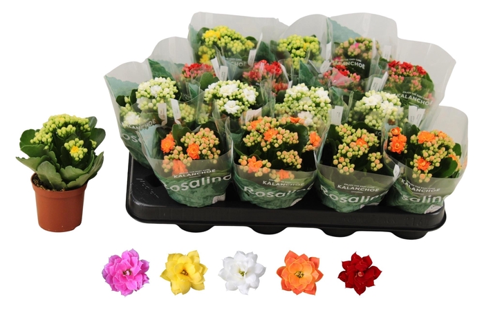 <h4>KAL GE RO GEM 5 KL</h4>