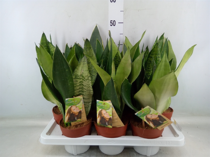 <h4>Sansevieria trifa.   ...</h4>