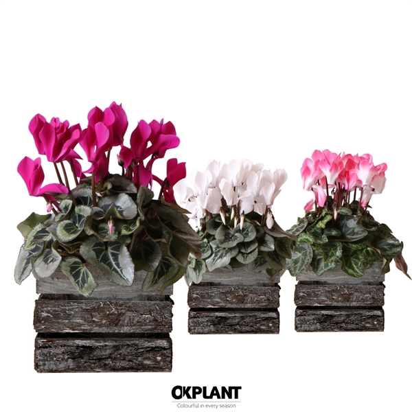 <h4>Cyclamen mix in Wooden Bark</h4>