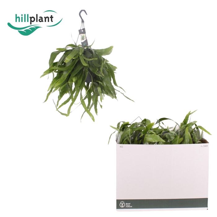 <h4>EPIPHYLLUM OV</h4>