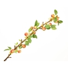 Malus Branch Red Extra