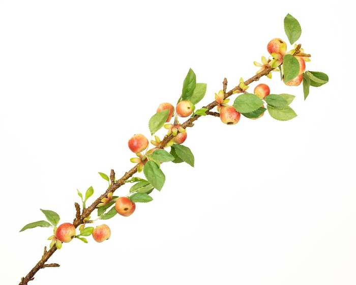 Malus Branch Red Extra