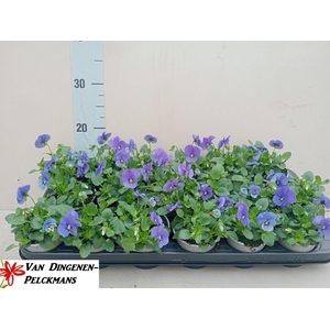 VIO CO SOR XP DE BLU