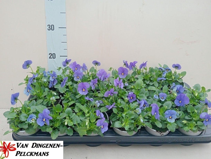 <h4>VIO CO SOR XP DE BLU</h4>