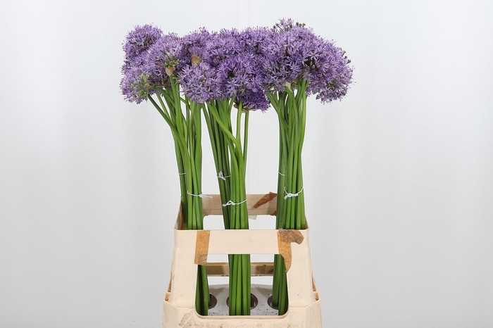 <h4>Allium Aflatunense</h4>