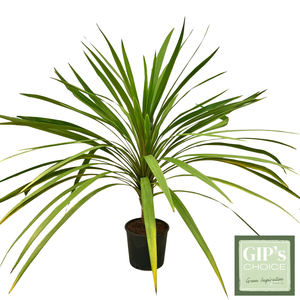 Cordyline 'Peko' Bush P24