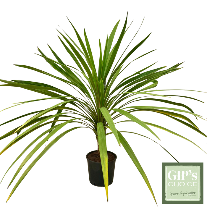 <h4>Cordyline 'Peko' Bush P24</h4>